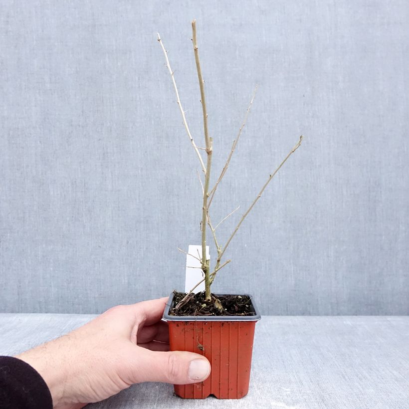 Example of Goji - Lycium barbarum Godet de 8/9 cm as you get in hiver