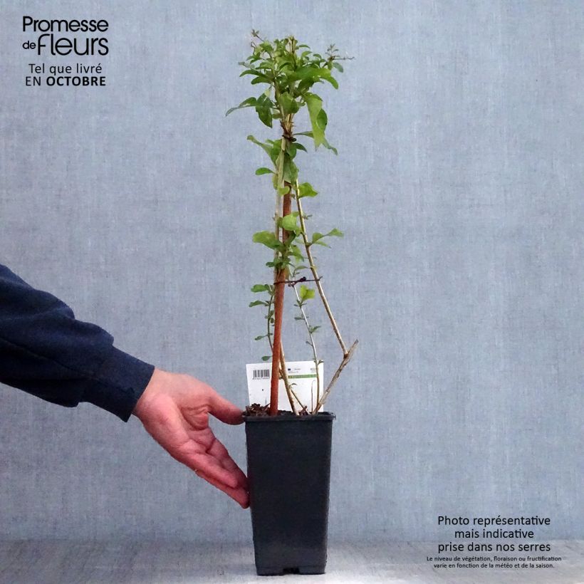 Spécimen de Goji - Lycium barbarum Pot de 1,5L/2L, Buisson tel que livré en automne