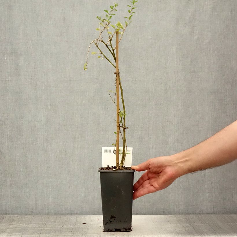 Spécimen de Goji - Lycium barbarum Pot de 1,5L/2L, Buisson tel que livré en été