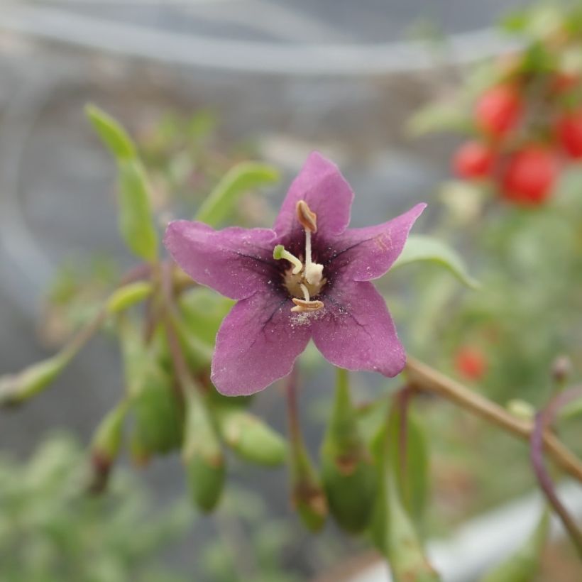 Goji Gojidelys - Lycium barbarum (Flowering)