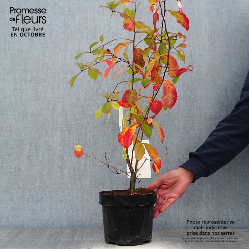 Spécimen de Gommier noir - Nyssa sylvatica Pot de 2L/3L tel que livré en automne