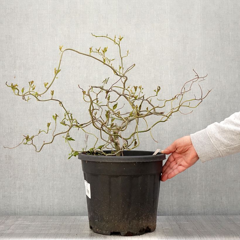 Example of Gommier noir - Nyssa sylvatica Zydeco Twist Pot de 12L/15L as you get in printemps