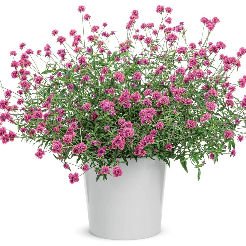 Gomphrena Truffula Pink - Amarantine (Plant habit)