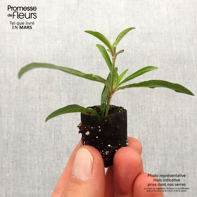 Example of Gomphrena Truffula Pink - Amarantine Mini-motte Ø 1,5/2,5 cm as you get in printemps