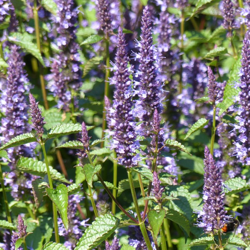 Graines d'Agastache Astello Indigo (Flowering)