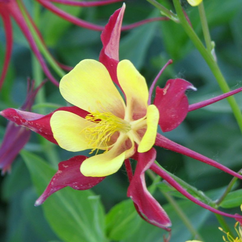 Graines d'Ancolie des jardins Firecracker - Aquilegia x hybrida (Flowering)