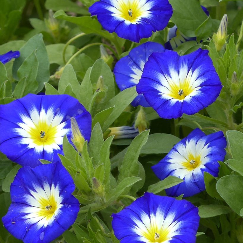 Graine de Belle de Jour Pavillon Bleu - Convolvulus tricolor Royal Ensign (Flowering)