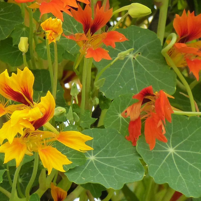 Graines de Capucine Phoenix Arizona Mix - Tropaeolum minus (Foliage)
