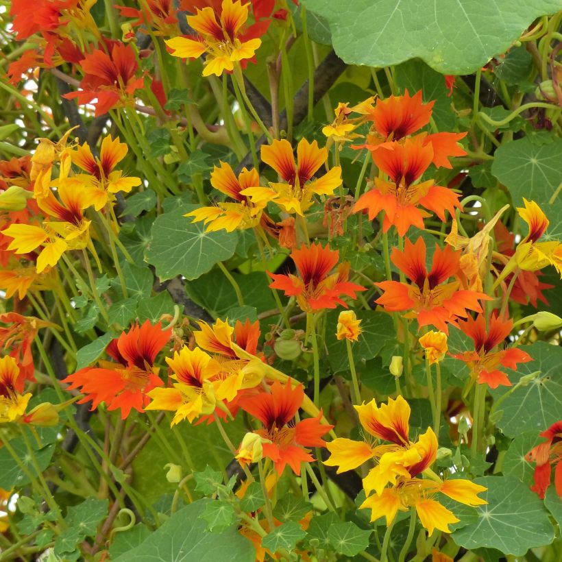 Graines de Capucine Phoenix Arizona Mix - Tropaeolum minus (Flowering)