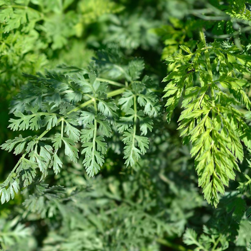 Graines de carotte sauvage - Daucus carota (Foliage)