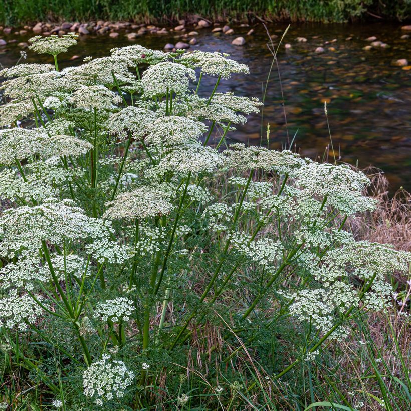 Graines de carotte sauvage - Daucus carota (Plant habit)