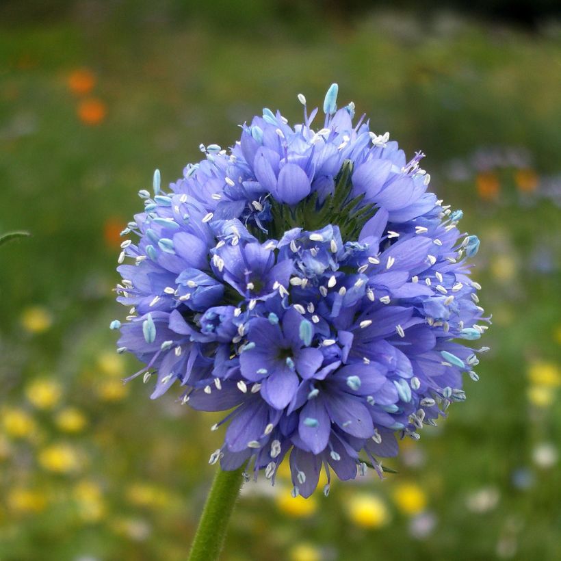Graines de Gilia capitata (Flowering)