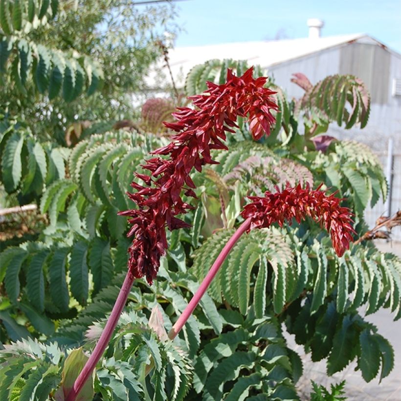 Graines de Melianthus major (Floraison)