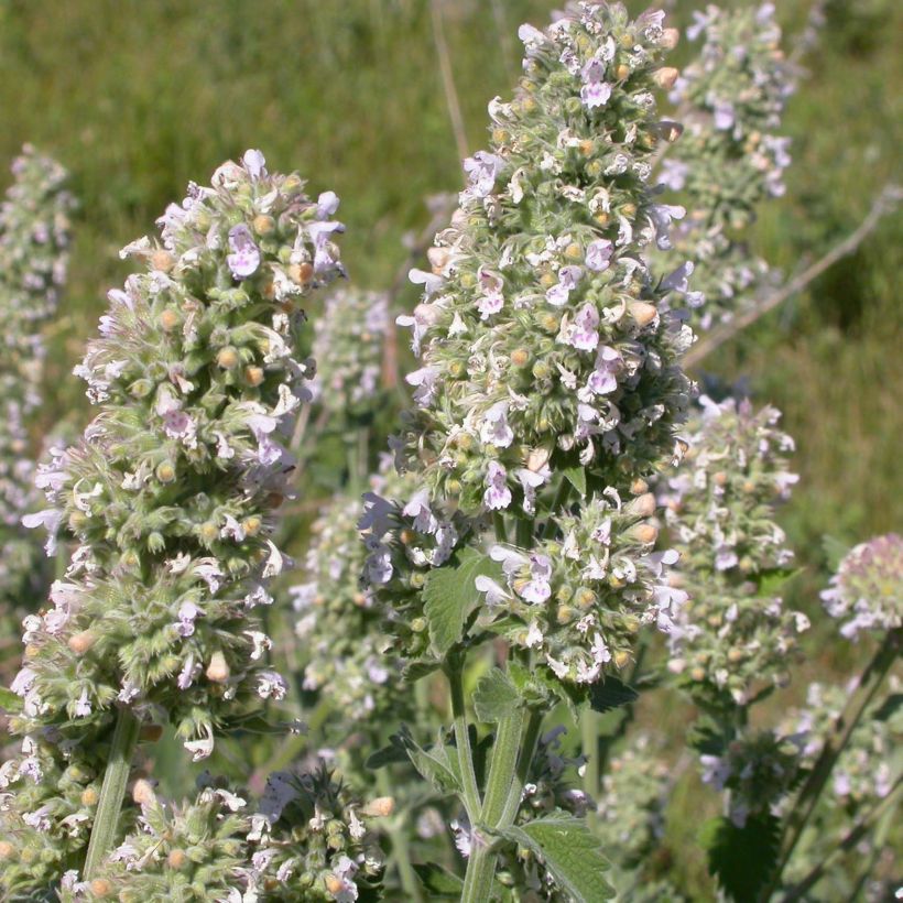 Graines de Nepeta cataria - Chataire - Catmint (Flowering)