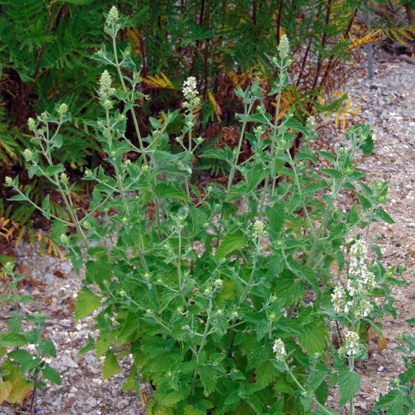 Graines de Nepeta cataria - Chataire - Catmint (Plant habit)