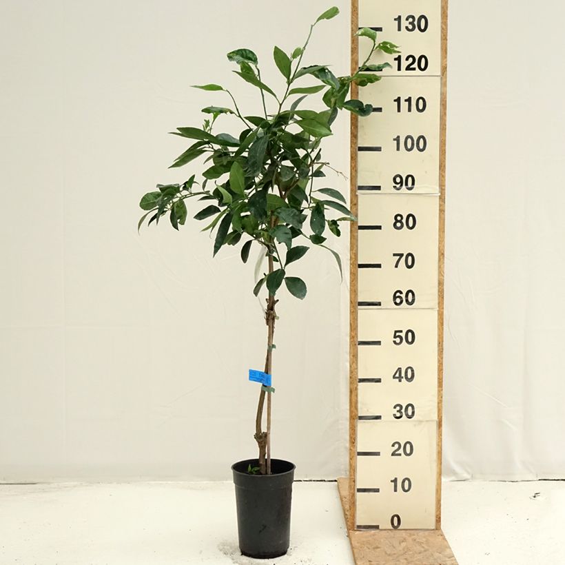 Example of Grand Citron vert - Citrus latifolia  Pot de 3L/4L, Touffe as you get in ete