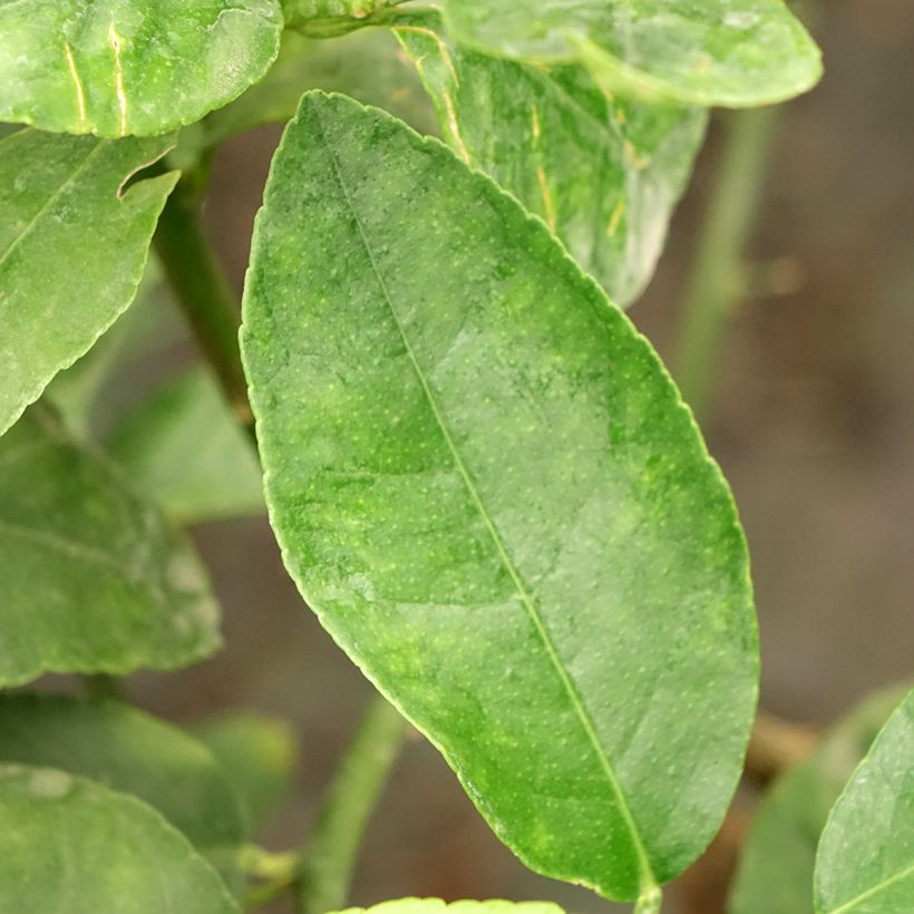 Grand Citron vert - Citrus latifolia  (Foliage)