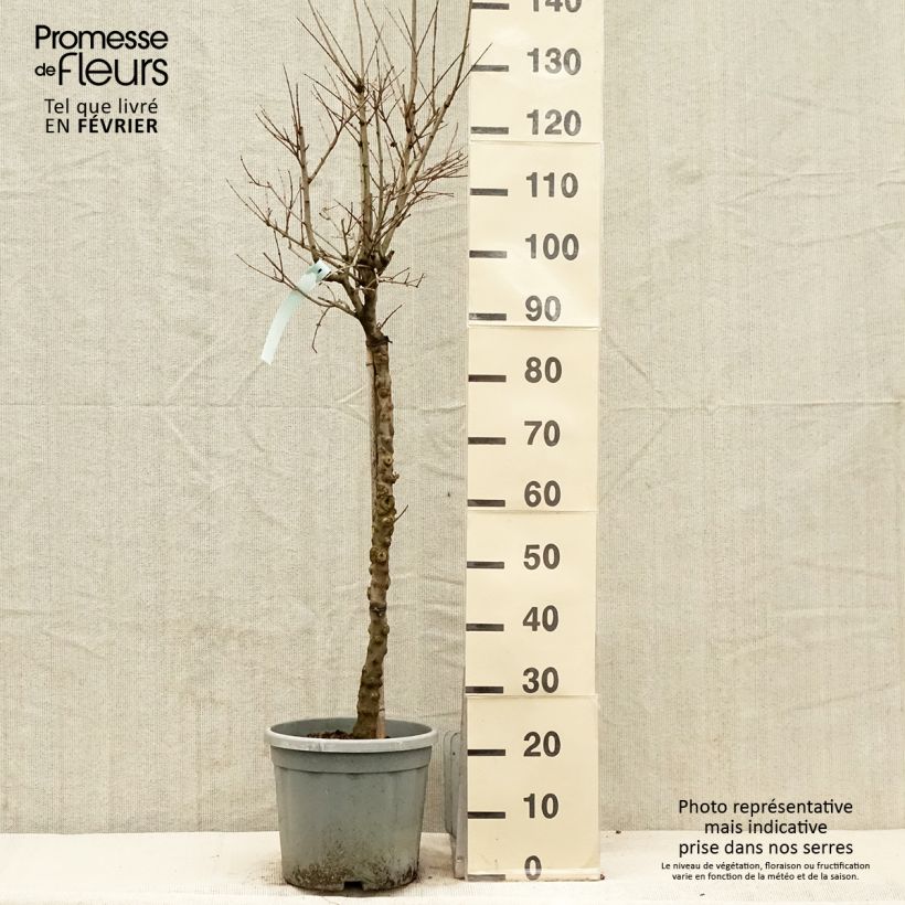 Spécimen de Grenadier à fleurs - Punica granatum California Sunset Pot de 7,5L/10L, Demi-Tige tel que livré en hiver