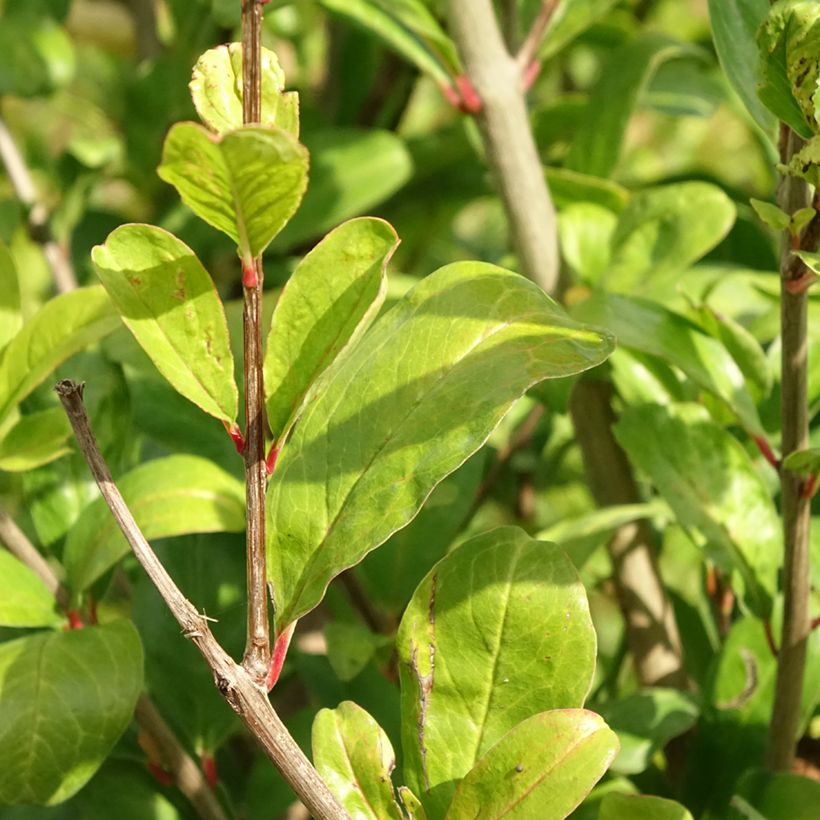 Grenadier à fruits - Punica granatum Acco (Foliage)