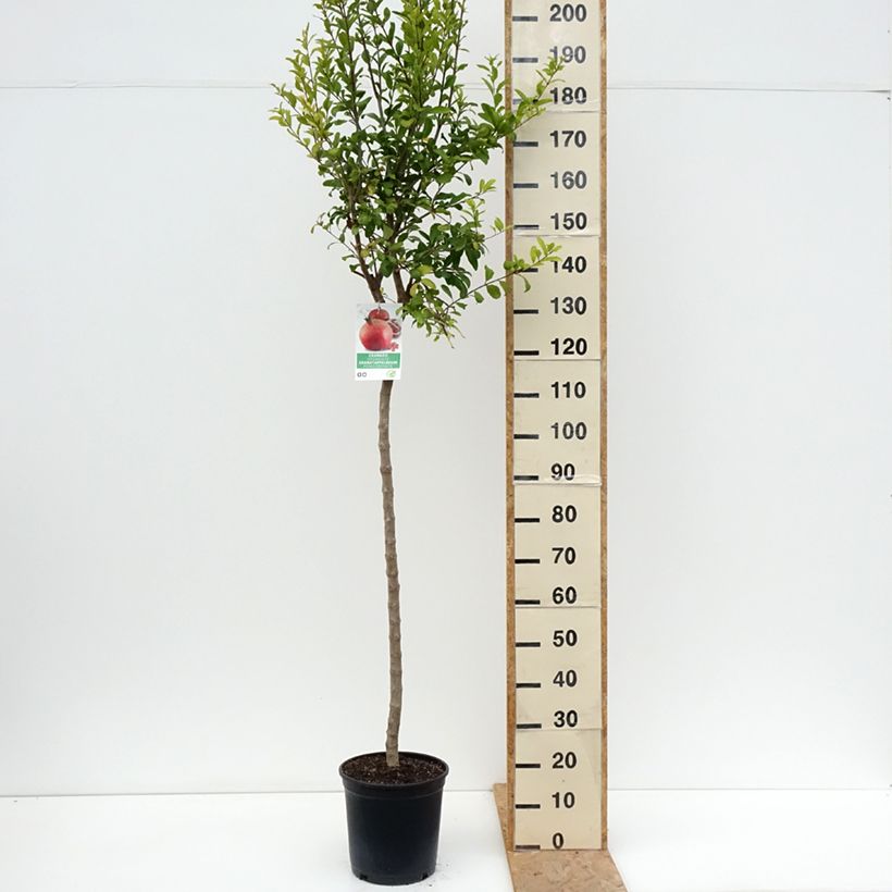 Example of Grenadier à fruits - Punica granatum Acco Pot de 7,5L/10L, Demi-Tige as you get in ete