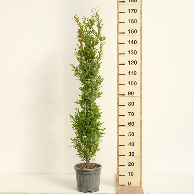 Spécimen de Grenadier à fruits - Punica granatum Black Fruit Pot de 7,5L/10L, Buisson tel que livré au printemps