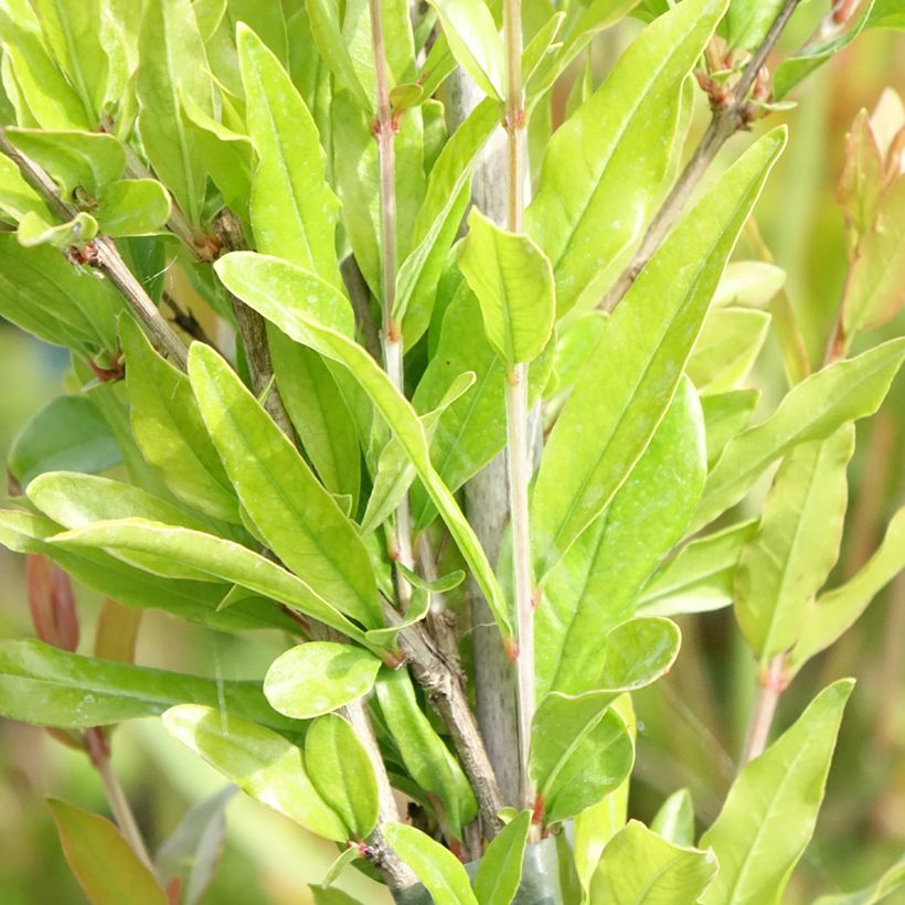 Grenadier à fruits - Punica granatum Dente di leone (Foliage)