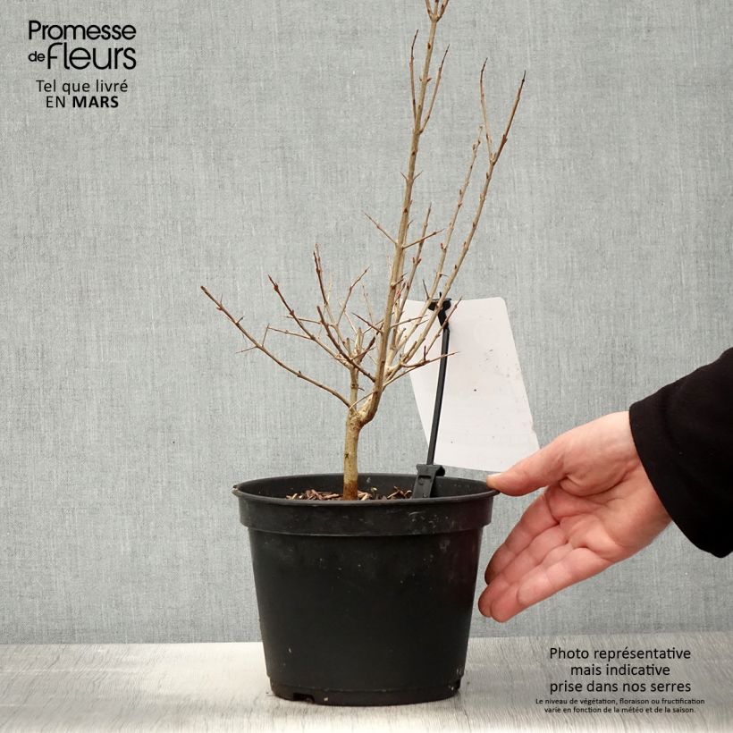 Example of Grenadier à fruits - Punica granatum Dente di leone Pot de 1,5L/2L, Touffe as you get in printemps