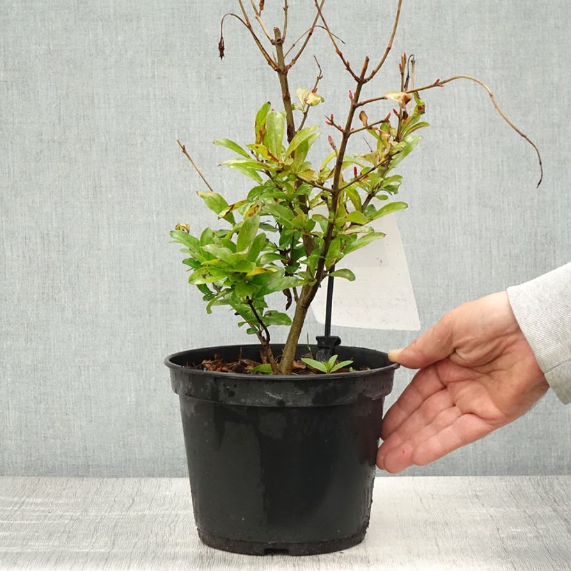 Example of Grenadier à fruits - Punica granatum Mollar de Elche Pot de 1,5L/2L, Touffe as you get in printemps