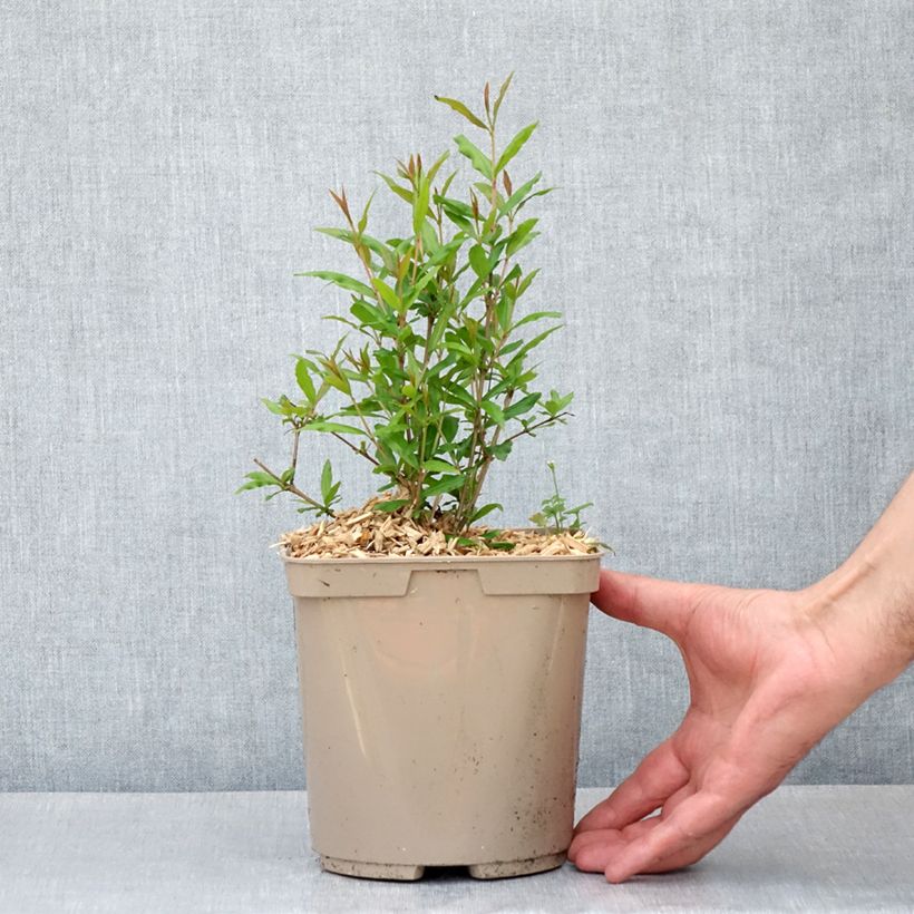 Example of Grenadier à fruits - Punica granatum Parfianka Pot de 3L/4L, Buisson as you get in printemps