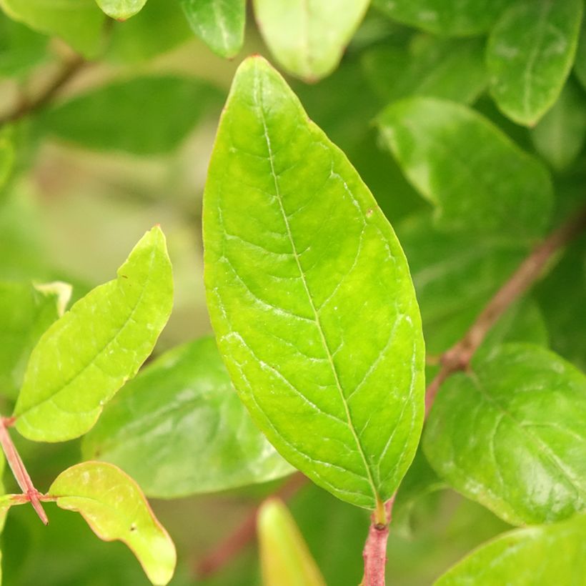Grenadier à fruits - Punica granatum (Foliage)