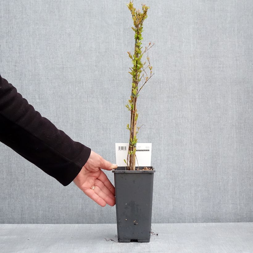 Example of Grenadier à fruits - Punica granatum Provence Pot de 1,5L/2L, Touffe as you get in printemps