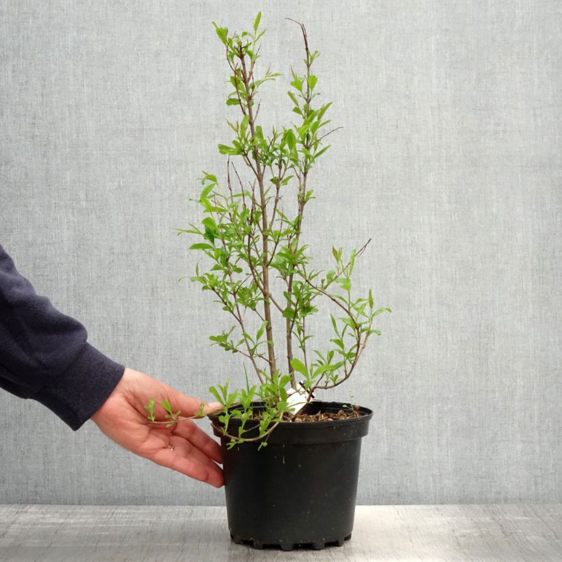 Example of Grenadier à fruits - Punica granatum Wonderful Pot de 3L/4L, Touffe as you get in printemps