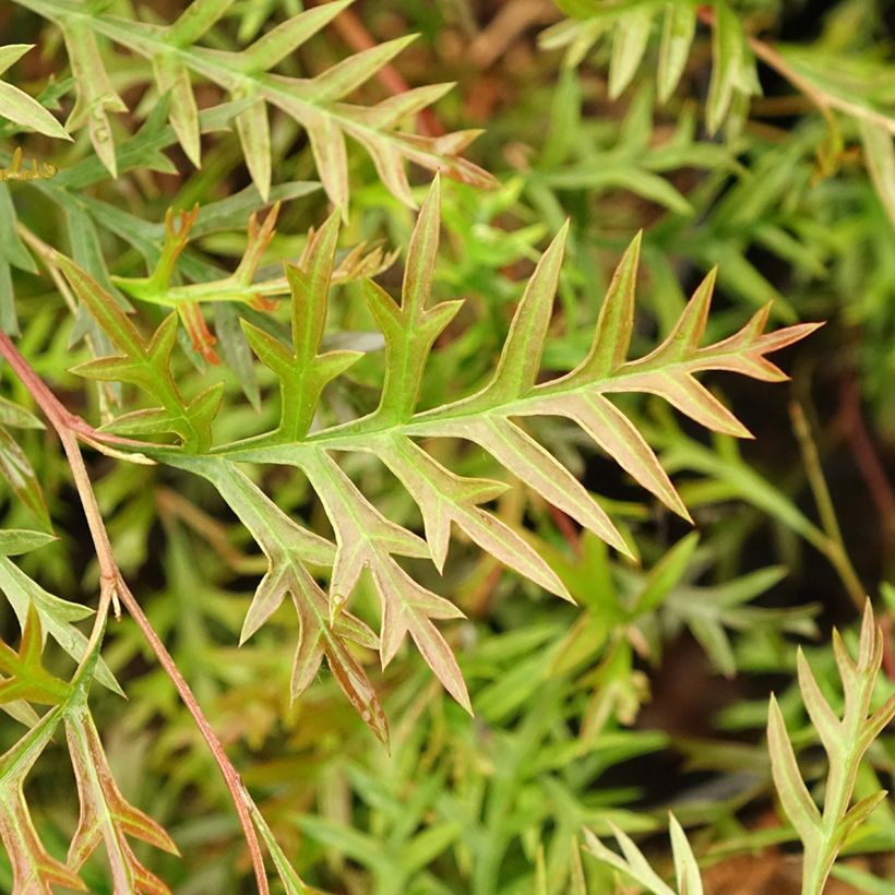Grevillea Bronze Rambler  (Foliage)