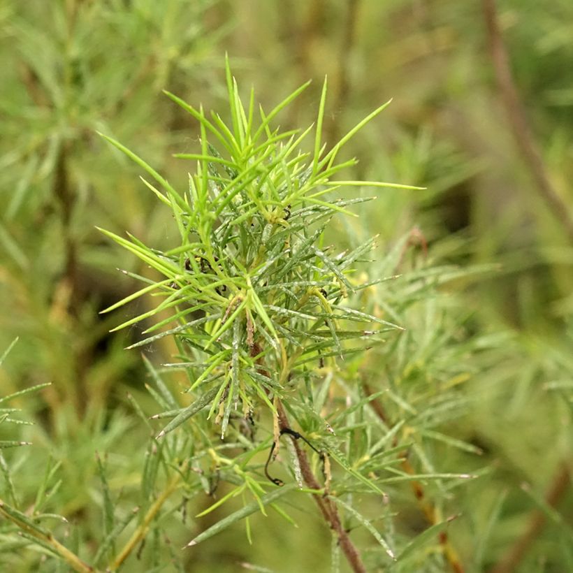Grevillea gracilis Alba  (Foliage)