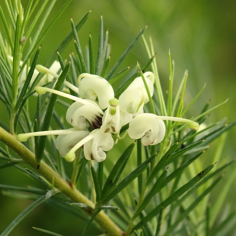 Grevillea gracilis Alba  (Flowering)