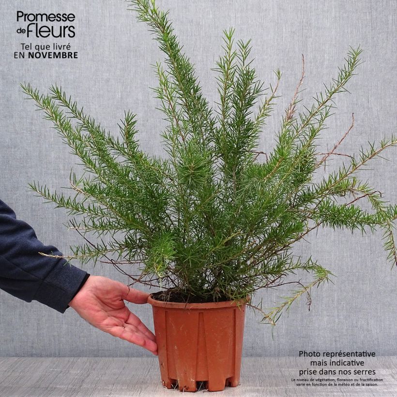 Spécimen de Grevillea juniperina Pot de 2L/3L tel que livré en automne