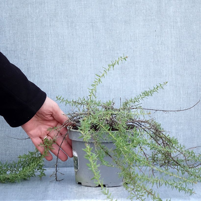 Example of Grevillea prostrata Aurea Pot de 2L/3L as you get in hiver