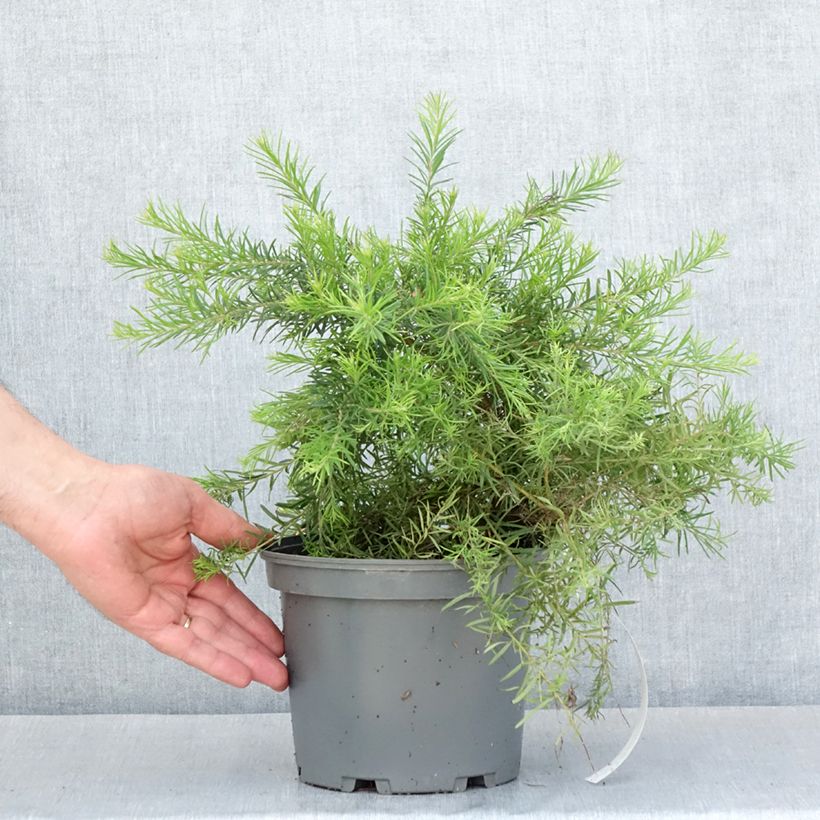 Example of Grevillea  rosmarinifolia Rosa Jenkinsii Pot de 3L/4L as you get in printemps