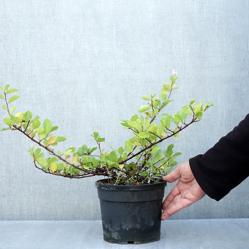 Spécimen de Grewia occidentalis Pot de 3L/4L tel que livré en automne
