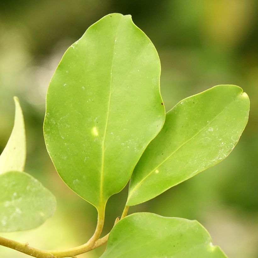 Griselinia lucida - Griselinie luisante (Foliage)