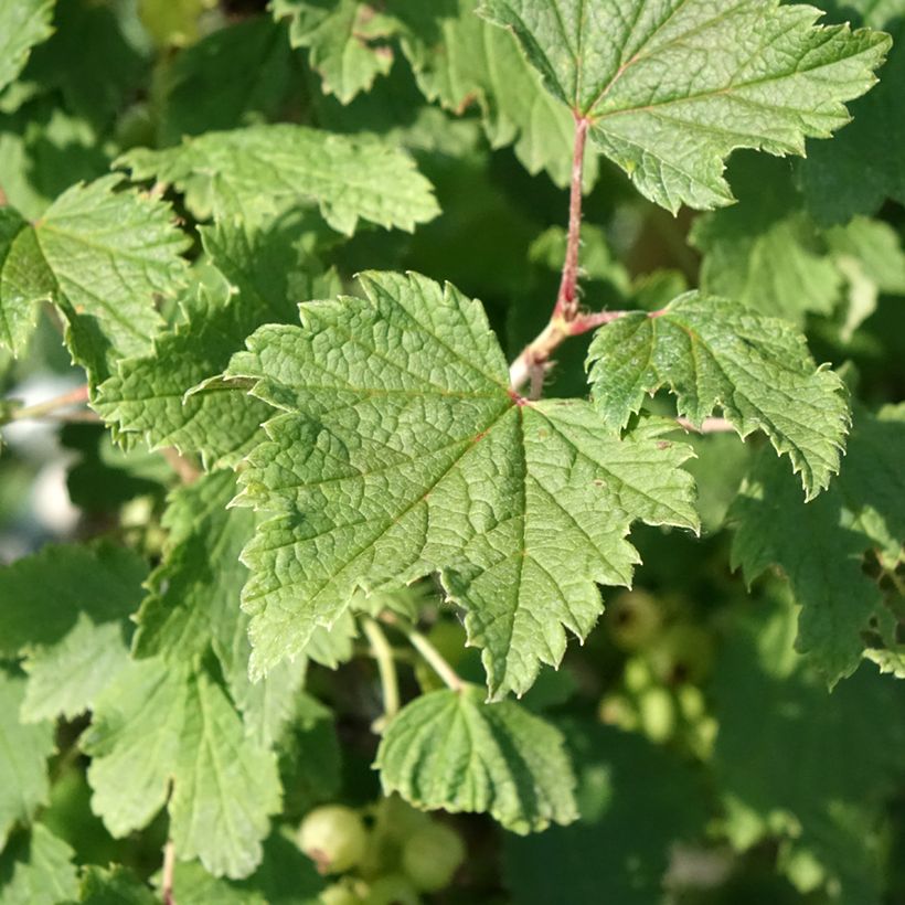 Groseillier à grappes blanches Weisse aus Jüterbog (Foliage)