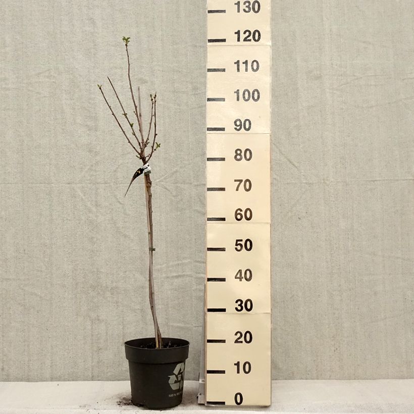 Example of Groseillier à grappes blanches Weisse aus Jüterbog Pot de 6L/7L, Tige, Tige de 40 cm as you get in printemps