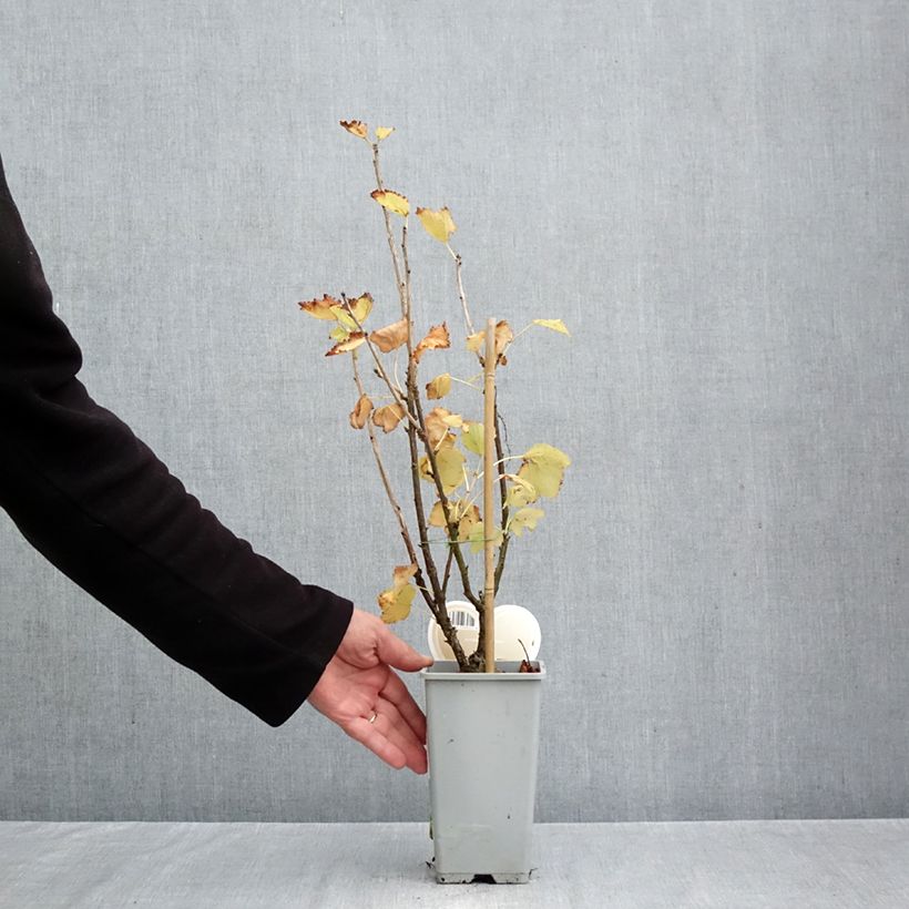 Spécimen de Groseillier à grappes blanches Werdavia - Ribes rubrum Pot de 2L/3L, Buisson tel que livré en automne