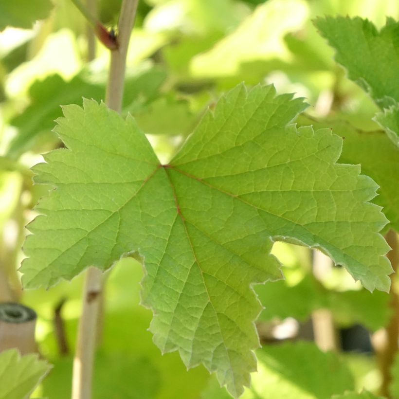 Groseillier à grappes blanches Werdavia - Ribes rubrum (Foliage)