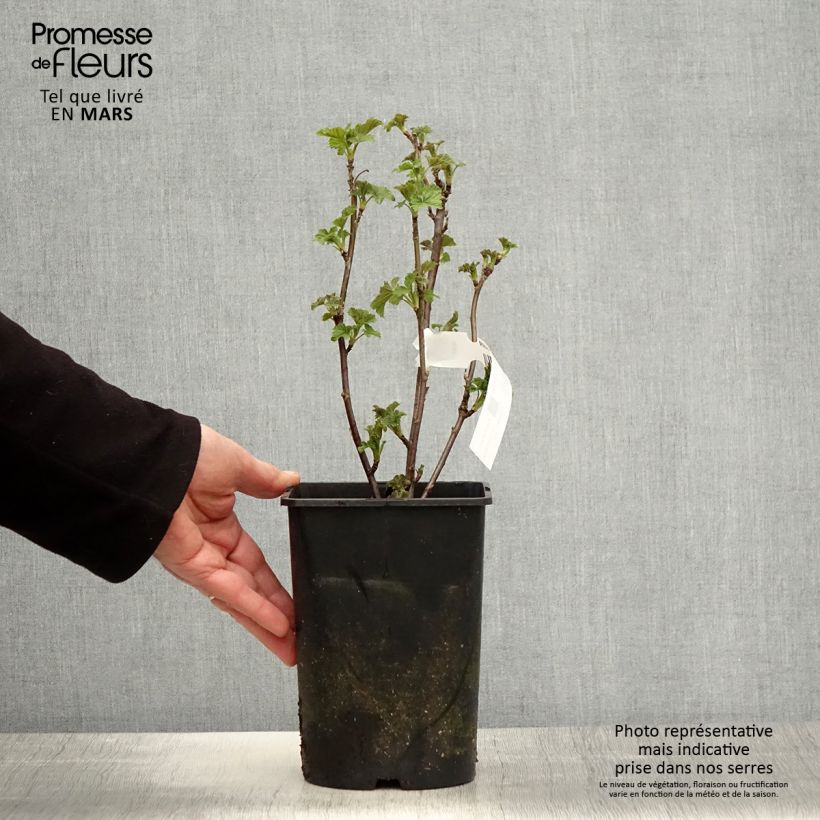 Example of Groseillier à grappes blanches Zitavia Pot de 2L/3L, Touffe as you get in printemps