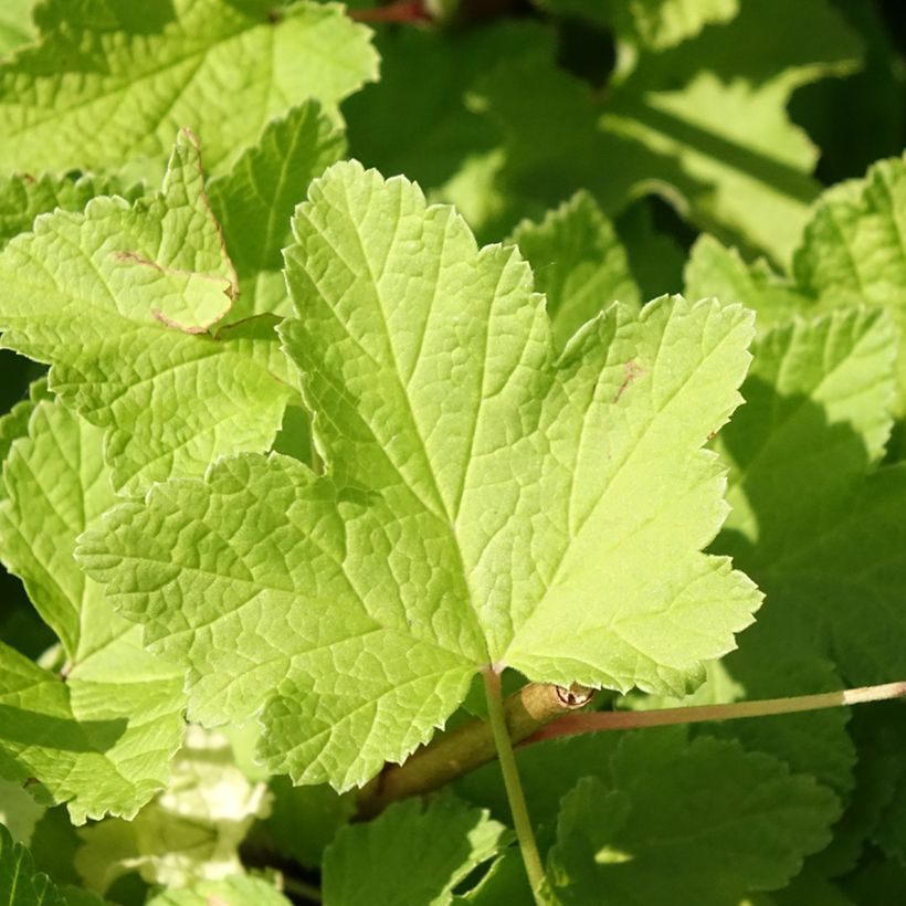 Groseillier à grappes Jonkheer van Tets (Feuillage)