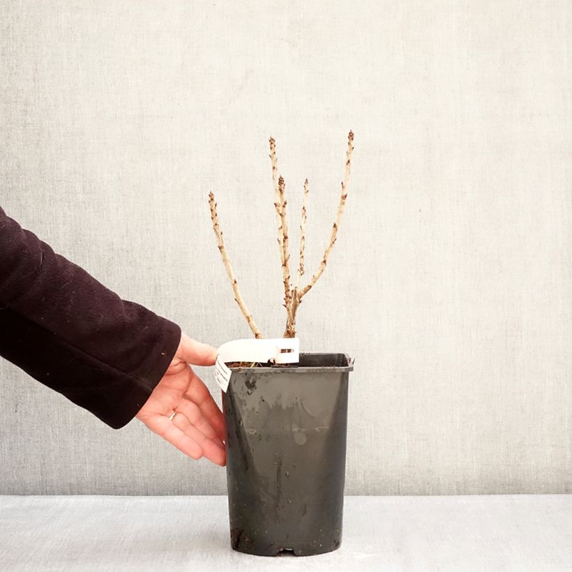 Example of Groseillier à grappes Junifer  Pot de 2L/3L, Buisson as you get in hiver