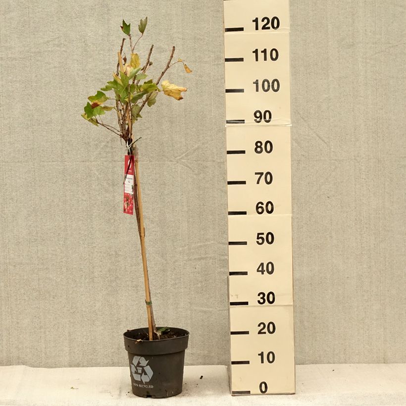 Spécimen de Groseillier à grappes Rolan Pot de 6L/7L, Tige, Tige de 40 tel que livré en automne