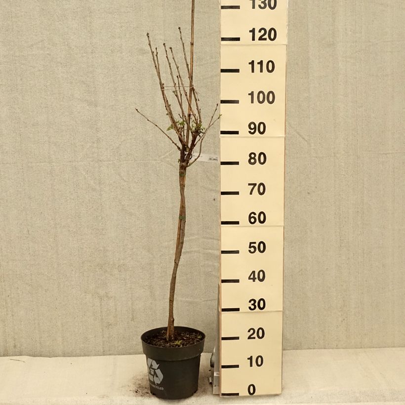 Example of Groseillier à grappes Rolan Pot de 6L/7L, Tige, Tige de 40 as you get in printemps