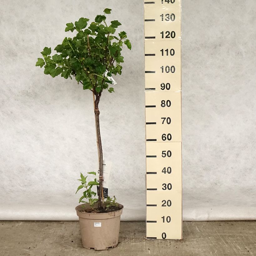Example of Groseillier à grappes rouges Delbard Giganta - Ribes rubrum Pot de 7,5L/10L, 1/4 de tige as you get in printemps